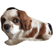 grand mother dog grand mother dog