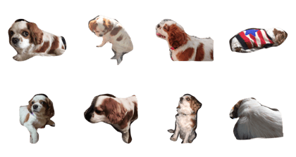 grand mother dog grand mother dog