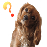 Cavalier cocoa Cavalier cocoa