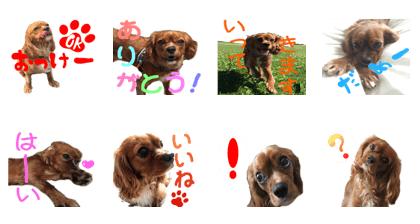 Cavalier cocoa Cavalier cocoa