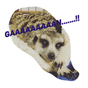 MEERKAT&FRIENDS MEERKAT&FRIENDS