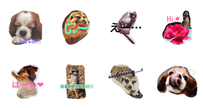 MEERKAT&FRIENDS MEERKAT&FRIENDS