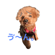 poodle.Jill7 poodle.Jill7