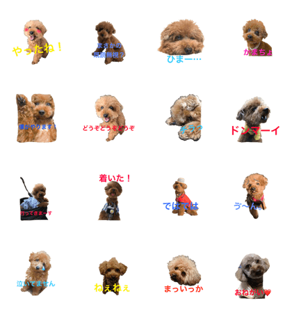 poodle.Jill7 poodle.Jill7