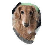 Dachshund Yuki Dachshund Yuki