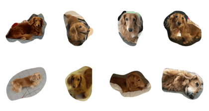 Dachshund Yuki Dachshund Yuki