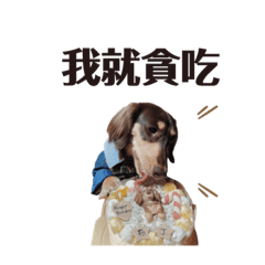 布丁小王子1歲紀念版