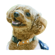 Pretty Toypoodles with comment Pretty Toypoodles with comment