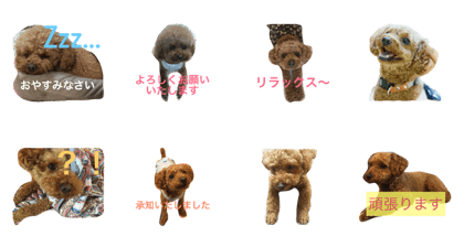 Pretty Toypoodles with comment Pretty Toypoodles with comment