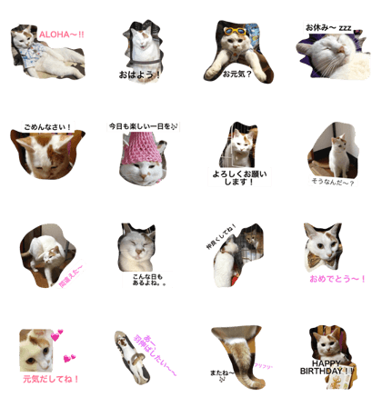 Chonny's Charming cat 2 Chonny's Charming cat 2