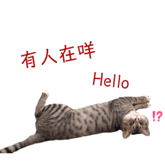 屁貓與屁嬰們