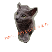 Sympathetic Cat No.2 Sympathetic Cat No.2