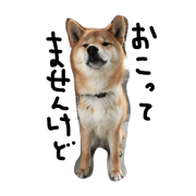 my name shin.     SHIBA