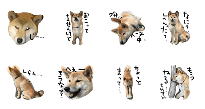 my name shin.     SHIBA