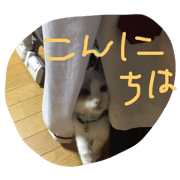 my cat - SHIRASU my cat - SHIRASU