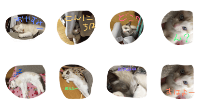 my cat - SHIRASU my cat - SHIRASU