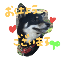 kuroshiba respect language