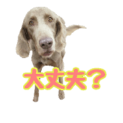 weimaraner's friends 2 weimaraner's friends 2