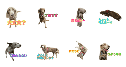 weimaraner's friends 2 weimaraner's friends 2