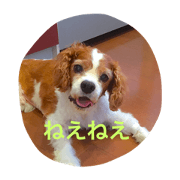 cavalier dog friends