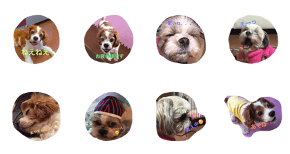 cavalier dog friends