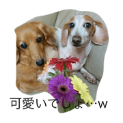 cute dogs!sisters cute dogs!sisters