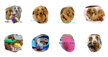 cute dogs!sisters cute dogs!sisters