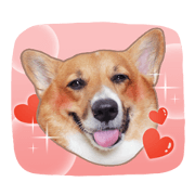 Bacon the Corgi vol. 02