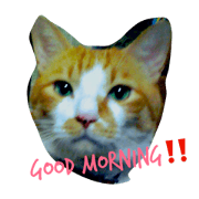 catcatcatcatcatcatcatcat