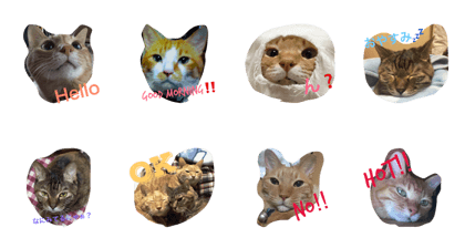 catcatcatcatcatcatcatcat