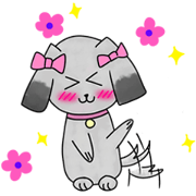 Namwan Shi Tzu Poodle