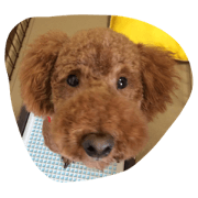 It is a picture of cute animals It is a picture of cute animals