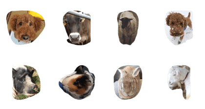 It is a picture of cute animals It is a picture of cute animals