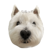 westie siro westie siro