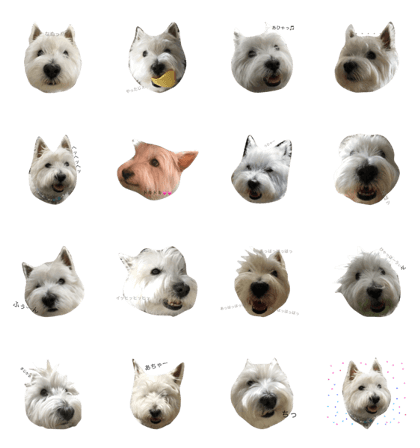 westie siro westie siro