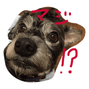 dog like dog dog like dog