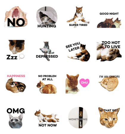 Yuzu & Ojigi Yuzu & Ojigi