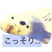 Budgerigar stanp Budgerigar stanp