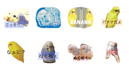 Budgerigar stanp Budgerigar stanp