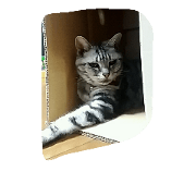 nyankonyan nyankonyan