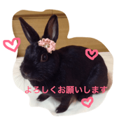 black rabbit Koto black rabbit Koto