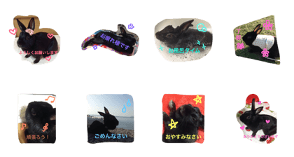 black rabbit Koto black rabbit Koto