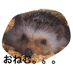 動物の面白い姿にアフレコ Line スタンプ Line Store