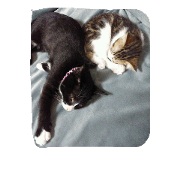 nonnbiri 2hikino nyanko nonnbiri 2hikino nyanko