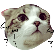 Scottish Peace & Boss Scottish Peace & Boss