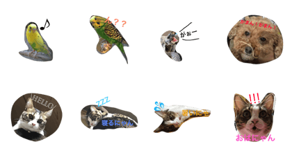 Petsfamily Petsfamily