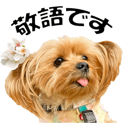 ヨークシャーテリアの敬語スタンプ Line スタンプ Line Store ヨークシャーテリアの敬語スタンプ Line スタンプ Line Store