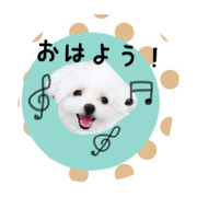 PomeranianMaltese2 PomeranianMaltese2