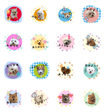 PomeranianMaltese2 PomeranianMaltese2