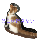 my cat Kevin. my cat Kevin.